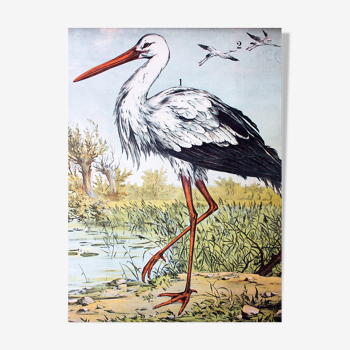🔎Affiche "Stork" by j. F. Schreiber 1893