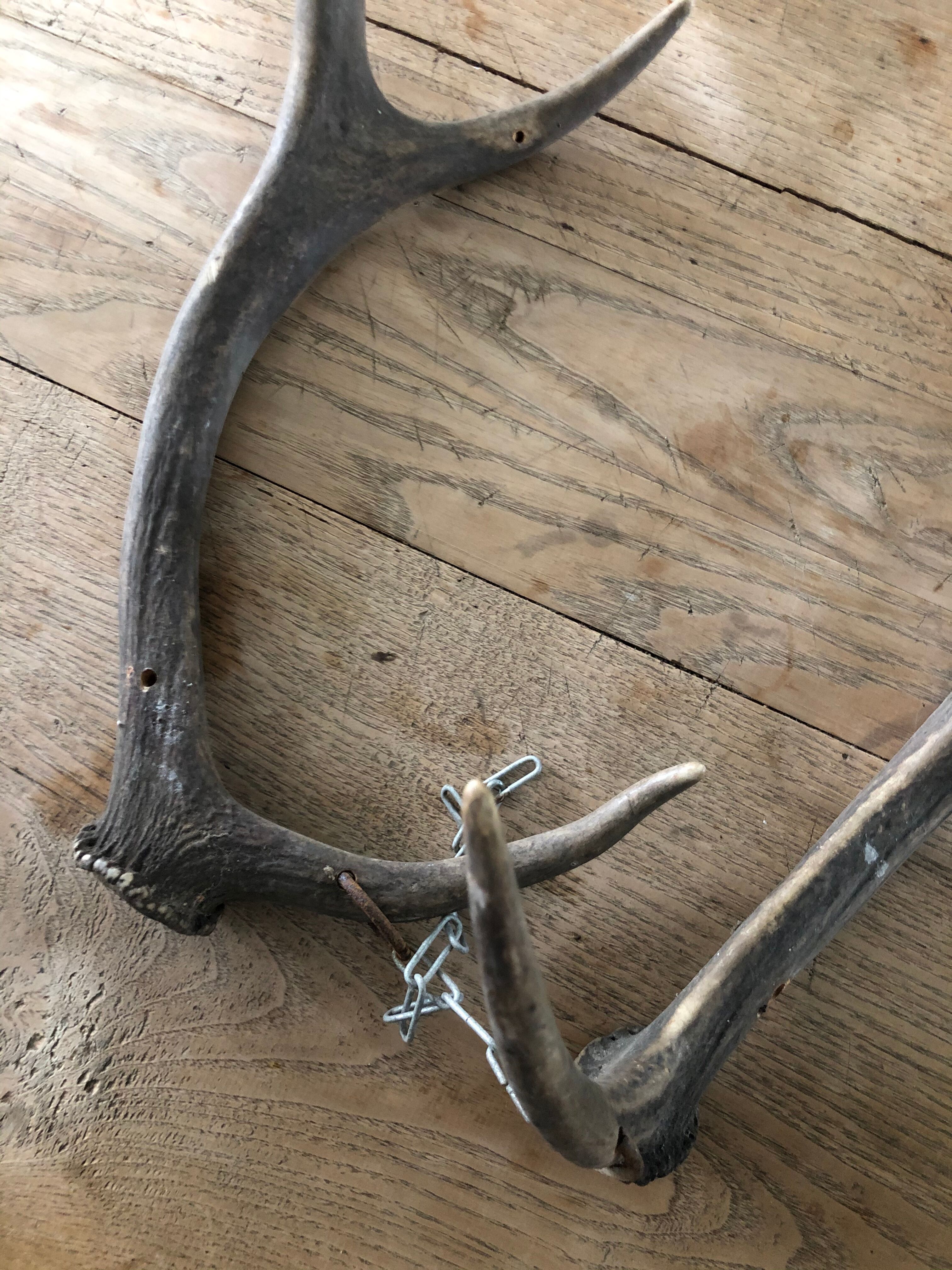 Pair of deer antlers