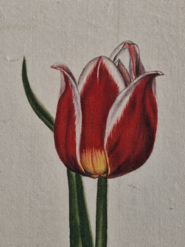 La Roche Laffitte (Born in 1943) - Watercolour drawing on silk - Tulip