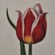 La Roche Laffitte (Born in 1943) - Watercolour drawing on silk - Tulip