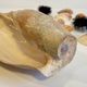 Collection de coquillages
