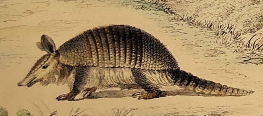 Original zoological board "tatou - cachicame - antelier tamanoir - unau " buffon 1838