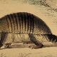 Original zoological board "tatou - cachicame - antelier tamanoir - unau " buffon 1838