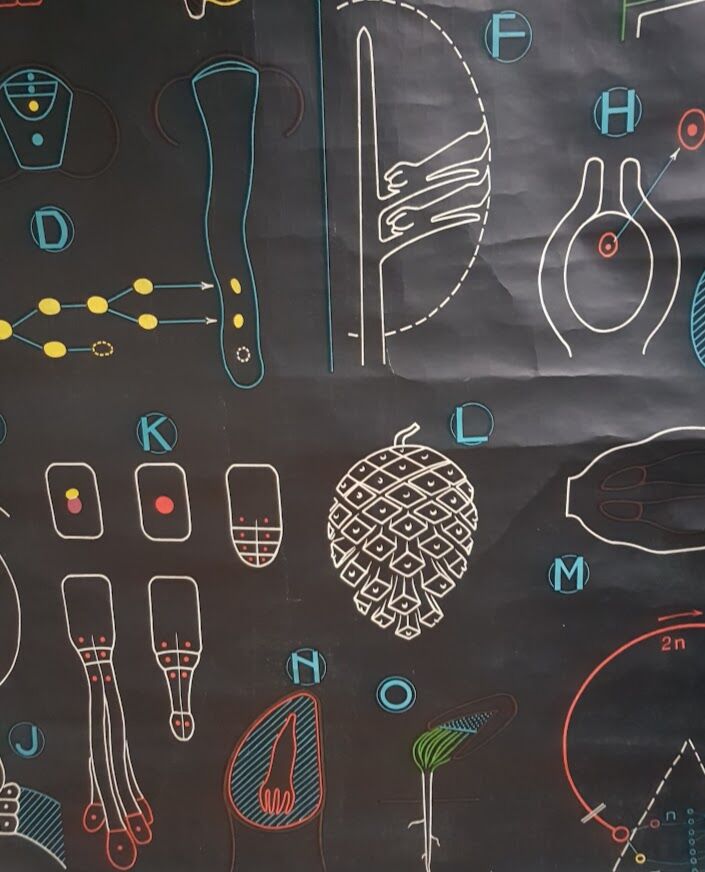 Vintage school poster by Paul Sougy - Le Pin, 1952