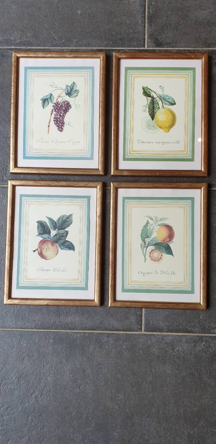 Calville apple botanical board