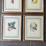 Calville apple botanical board