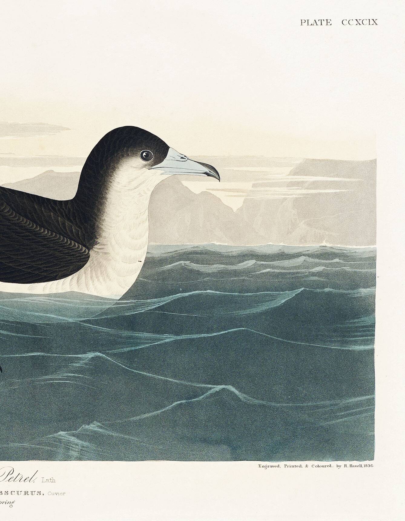 Poster about the Dark Shearwater, after an old engraving from 1827.