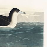 Poster about the Dark Shearwater, after an old engraving from 1827.