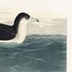Poster about the Dark Shearwater, after an old engraving from 1827.