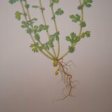 Botanical plate Alchemille