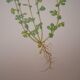 Botanical plate Alchemille