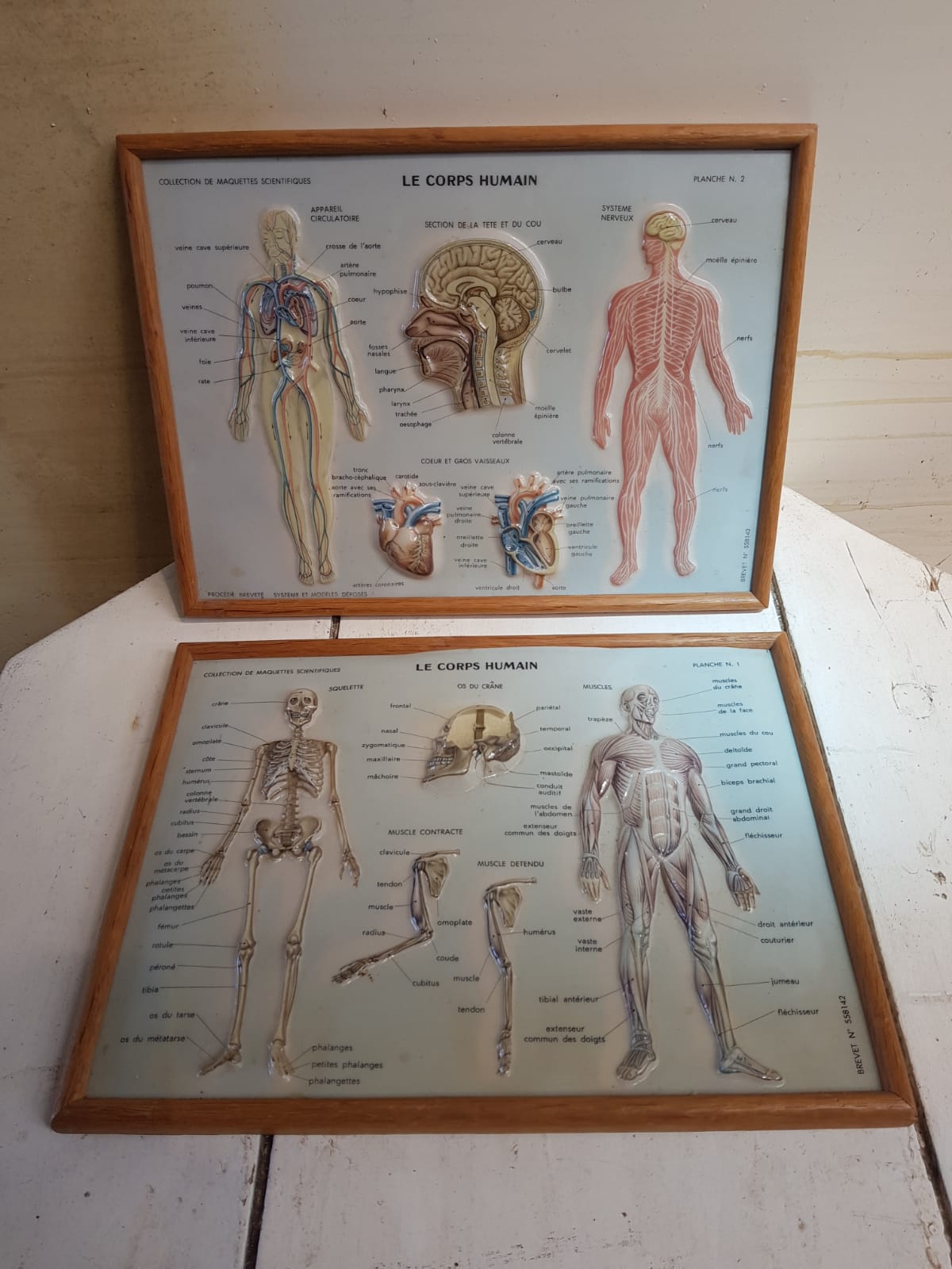 Pair old medical board the human body + vintage wood frame