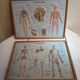 Pair old medical board the human body + vintage wood frame
