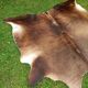 Cowhide Rug