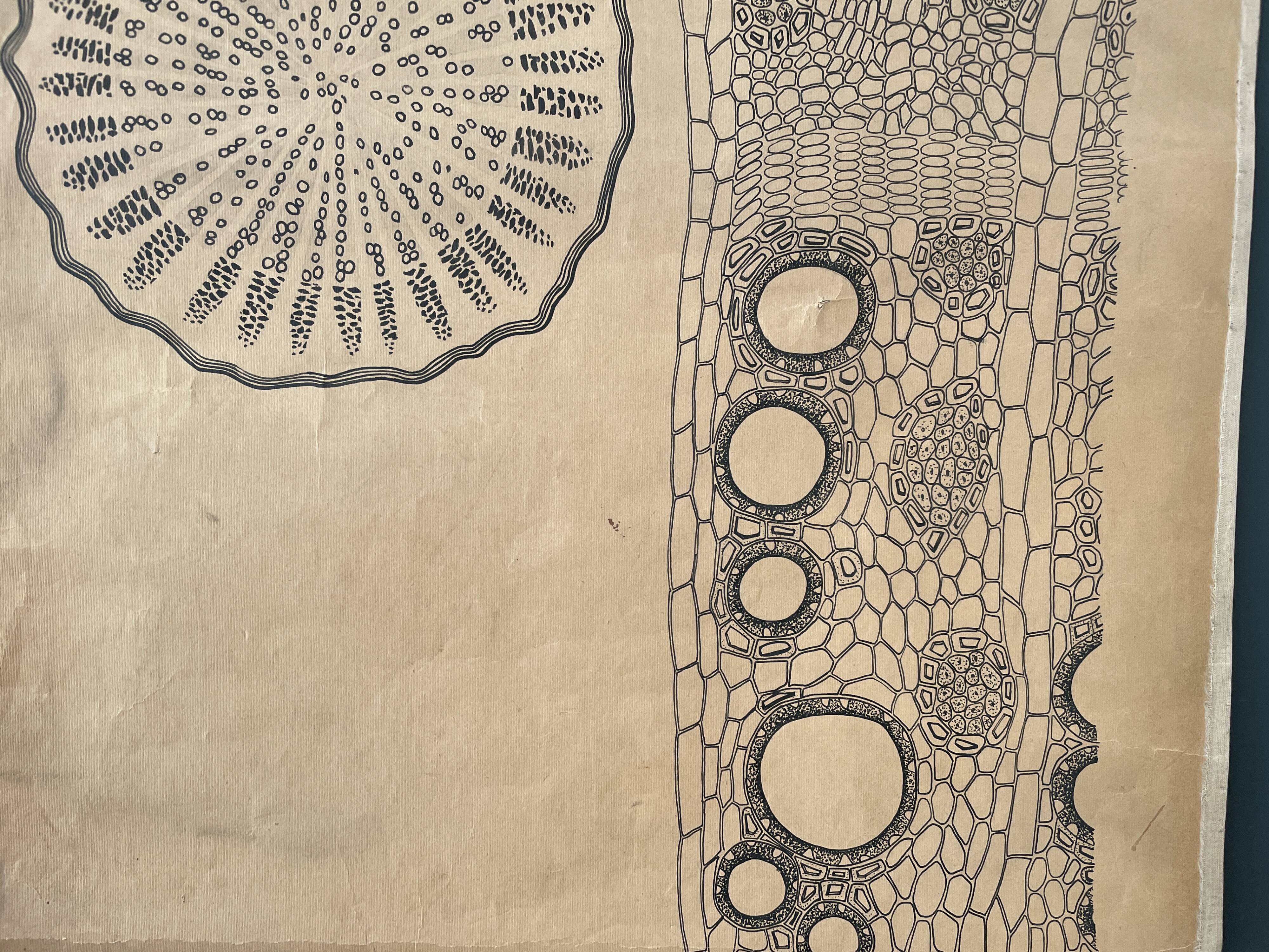 Vintage botanical poster wall board 1970's hand made pharmaceutical university