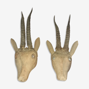 Pair of trophies antelope horns cabinet of curiosity