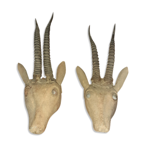 Paire de trophées cornes d'antilopes