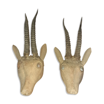 Pair of trophies antelope horns cabinet of curiosity