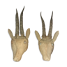 Paire de trophées cornes d'antilopes cabinet de curiosité
