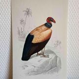 Ornithological board Vulture