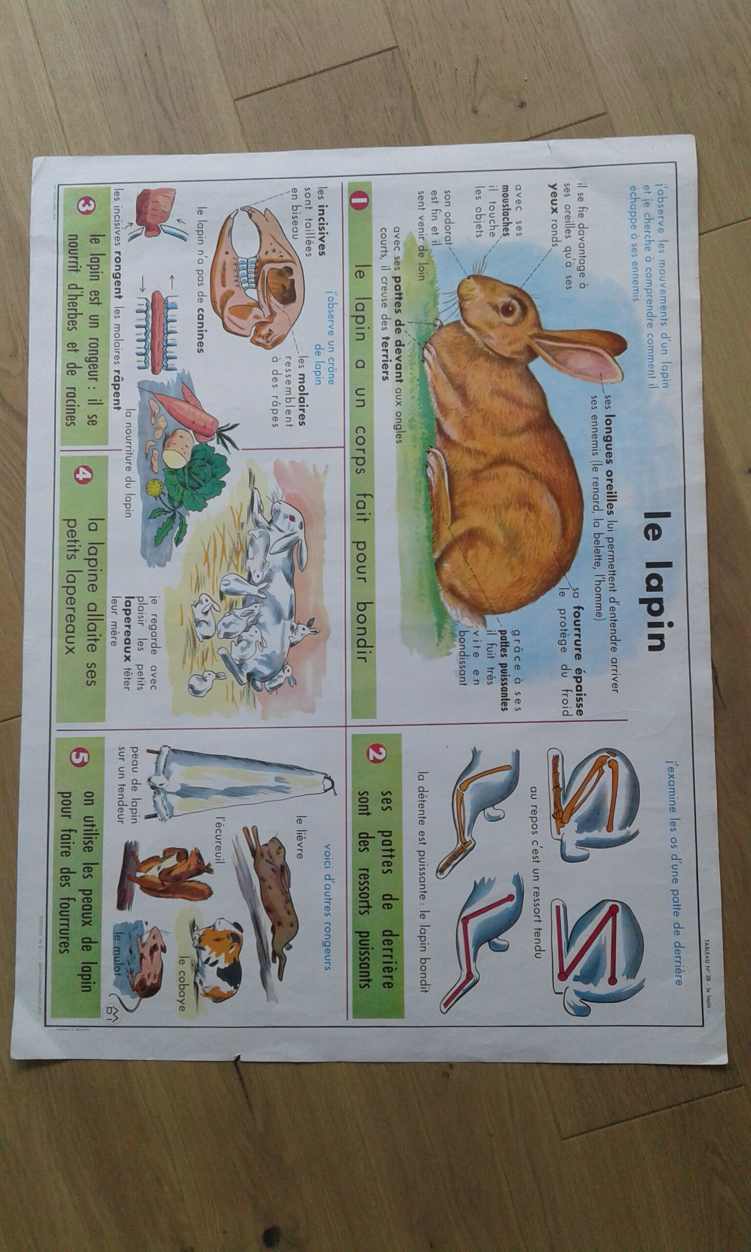 School poster rabbit and clay