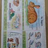 School poster rabbit and clay