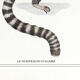 Chimera lithography animal engraving - the ouistigeon