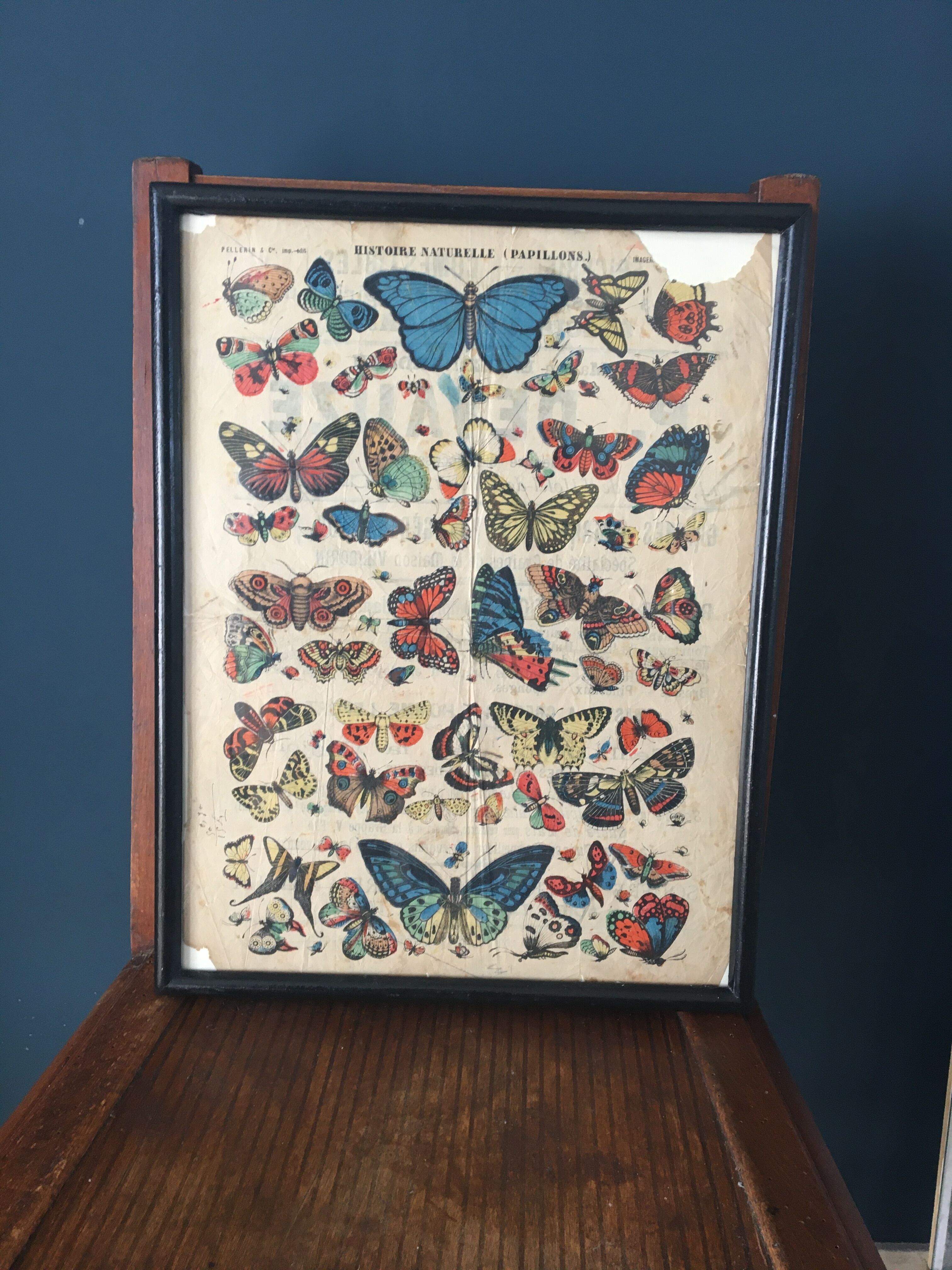 Naturalist butterfly poster, early 20th century