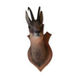 Chamois head