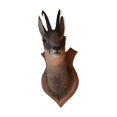 Chamois head