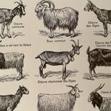 Lithograph on goats - 1920