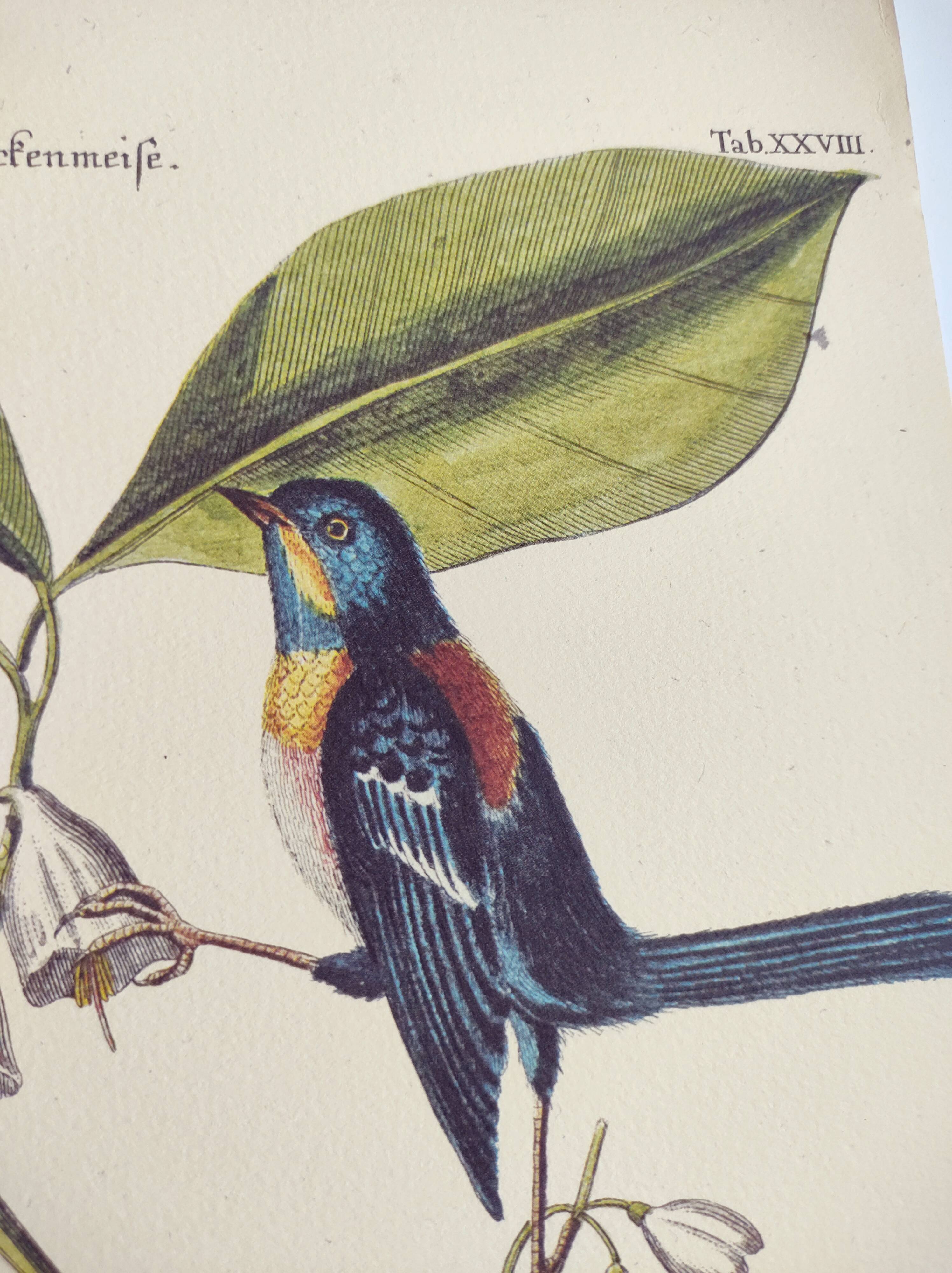 Old bird engraving - Chickadee - Zoological plate by Seligmann & Catesby. 1973
