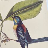 Old bird engraving - Chickadee - Zoological plate by Seligmann & Catesby. 1973