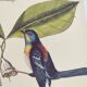 Old bird engraving - Chickadee - Zoological plate by Seligmann & Catesby. 1973