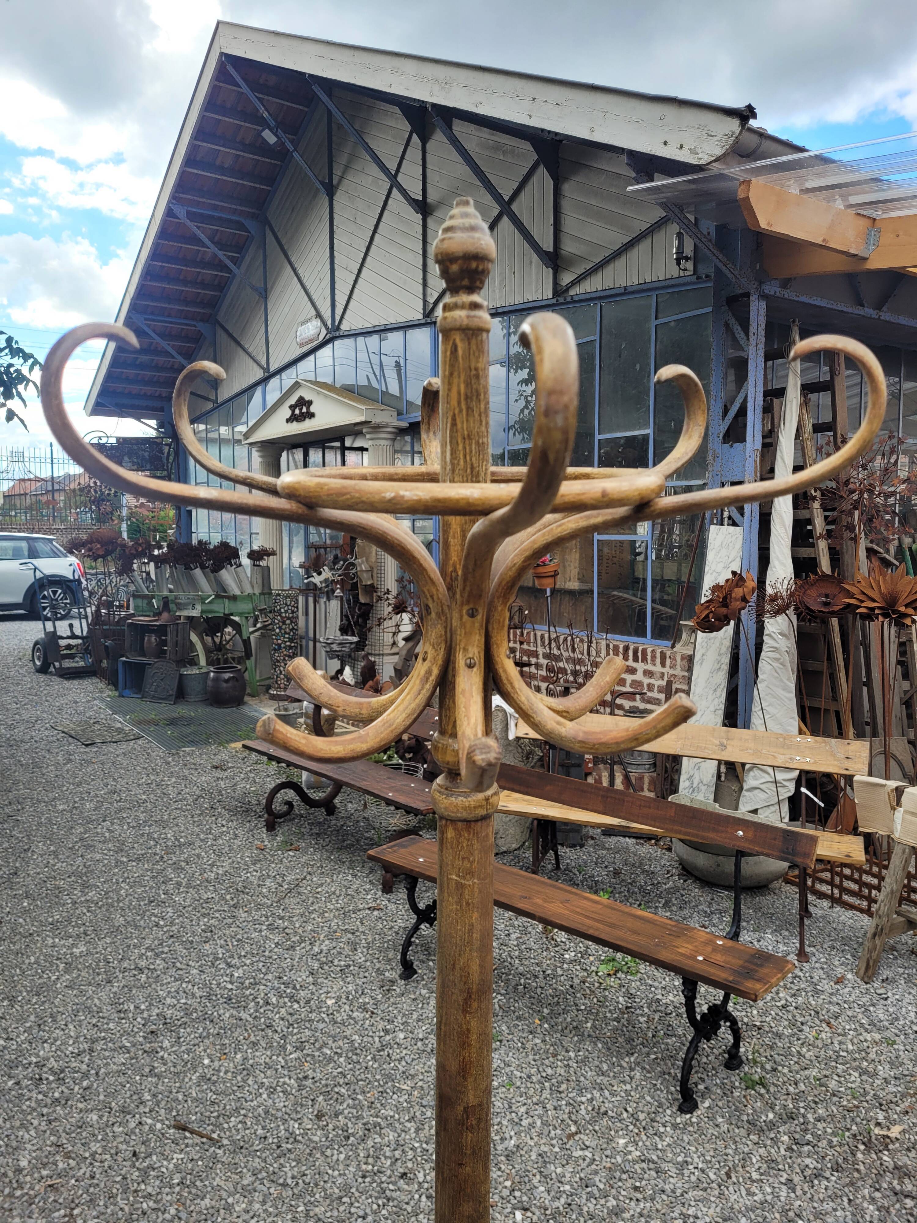 Old parrot in curved wood