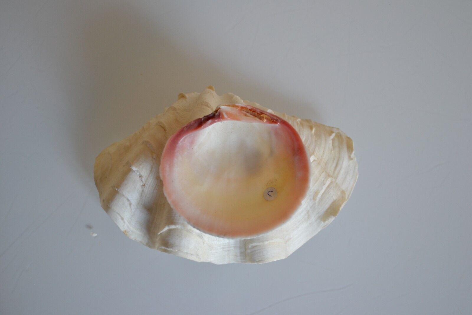 Clam shell in empty pocket