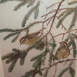 Ornithological engraving