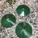 Enamelled sheet metal suspensions
