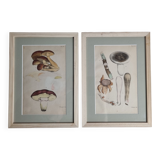 Two old engravings of watercolor mushrooms nineteenth century after G. Bernard