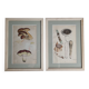 Two old engravings of watercolor mushrooms nineteenth century after G. Bernard