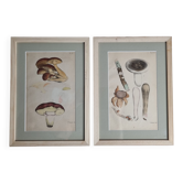 Two old engravings of watercolor mushrooms nineteenth century after G. Bernard