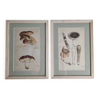 Deux anciennes gravures de champignons aquarellées XIXème siècle d'après G. Bernard