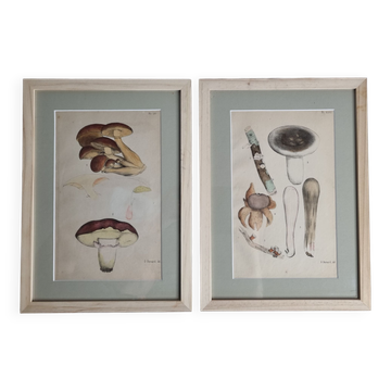 Deux anciennes gravures de champignons aquarellées XIXème siècle d'après G. Bernard