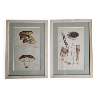 Two old engravings of watercolor mushrooms nineteenth century after G. Bernard