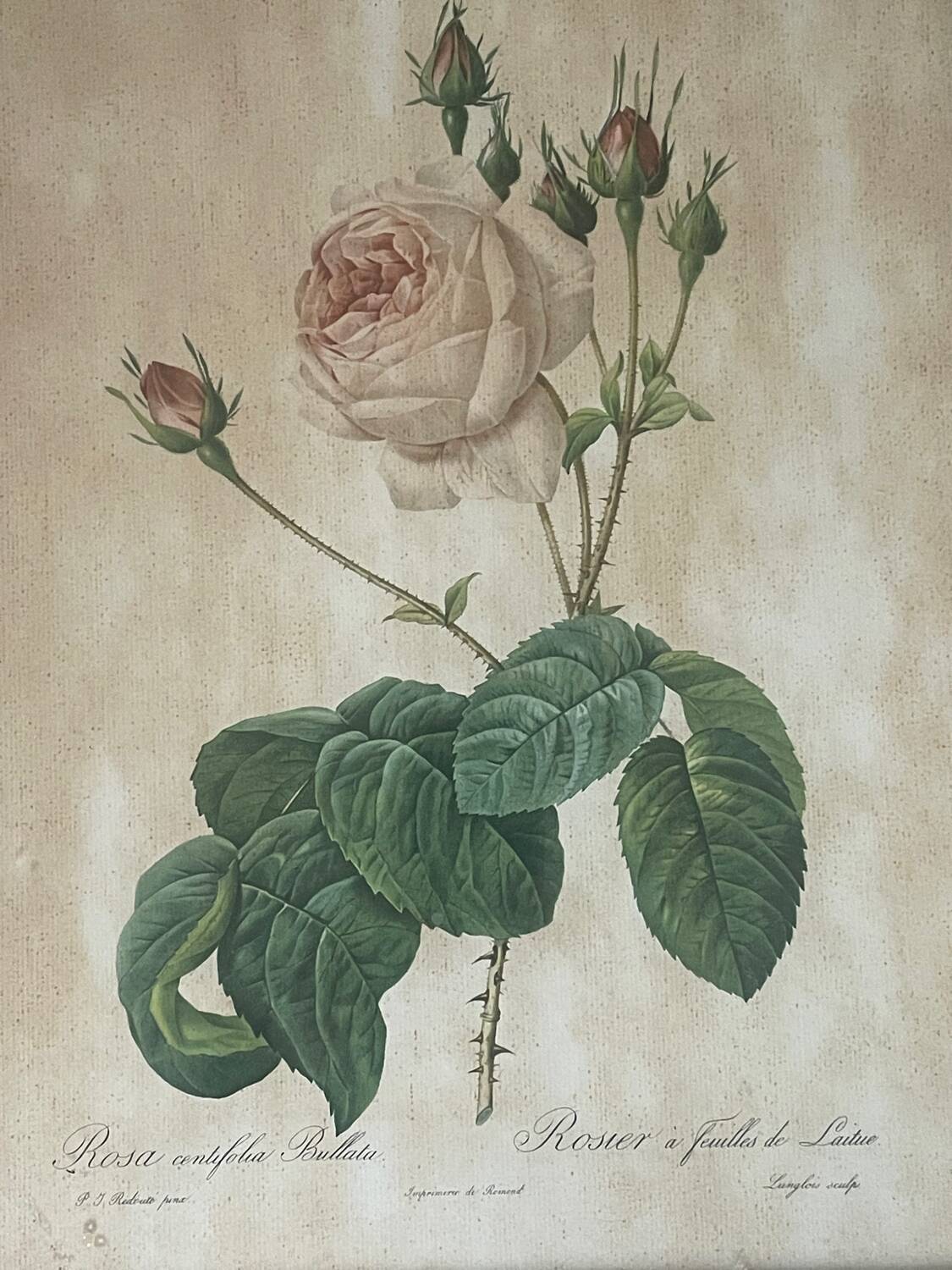 Pair of pink framed reproductions of PJ Redouté