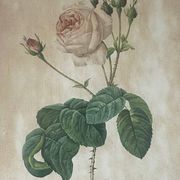 Pair of pink framed reproductions of PJ Redouté