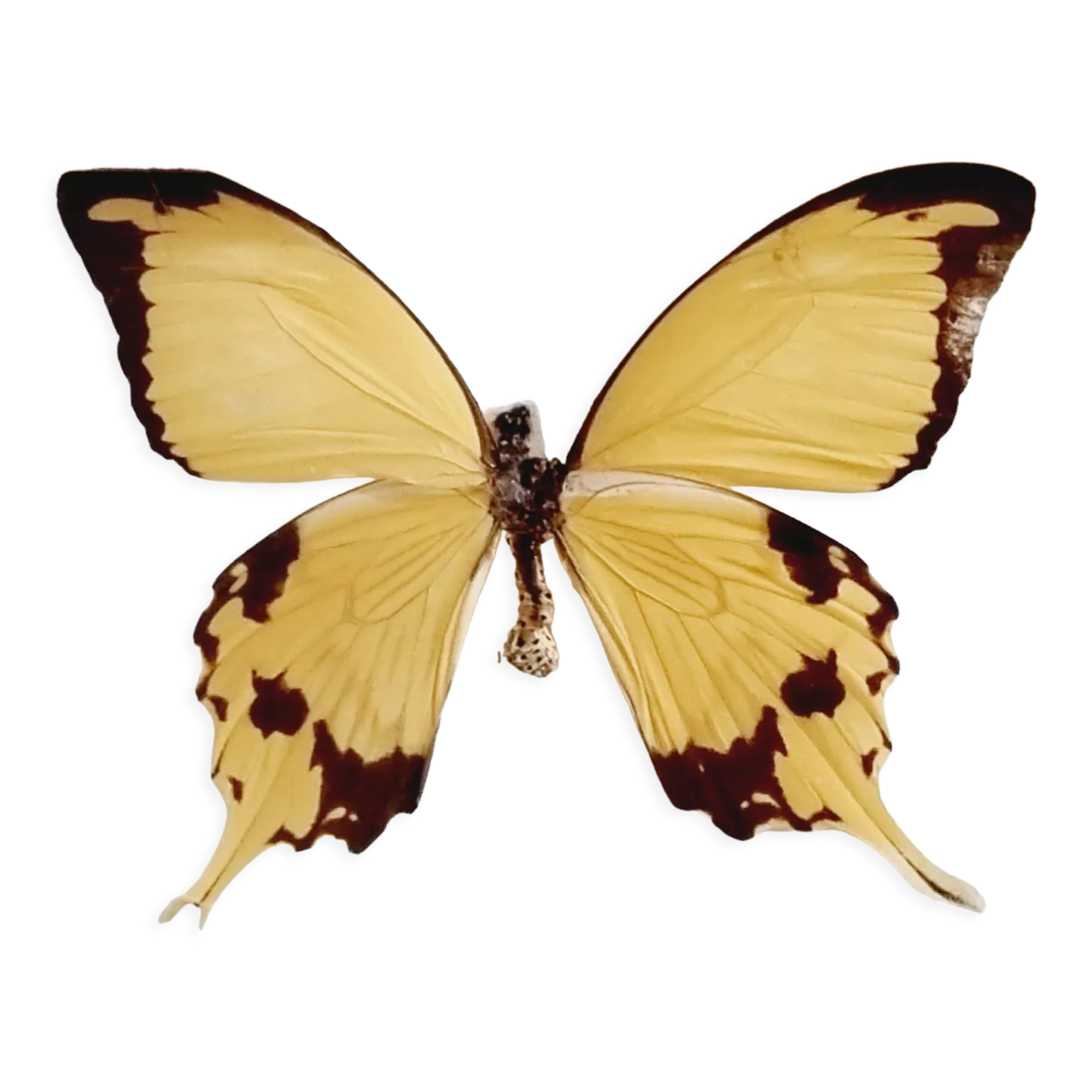 Frame 9 butterflies naturalized Congo 1984