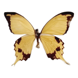 Frame 9 butterflies naturalized Congo 1984