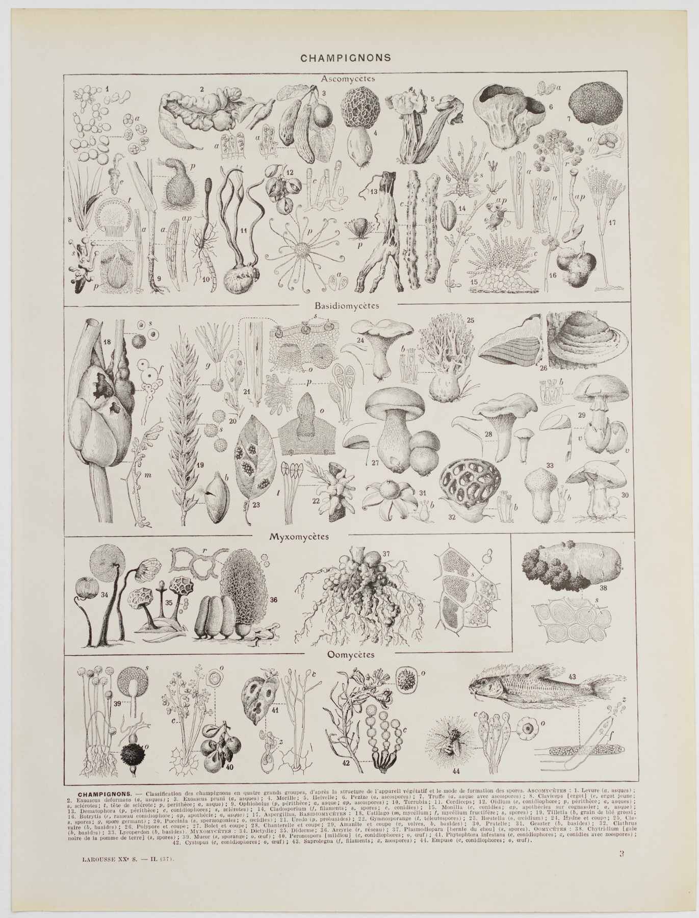 Planche botanique originale "Champignons I" de 1929