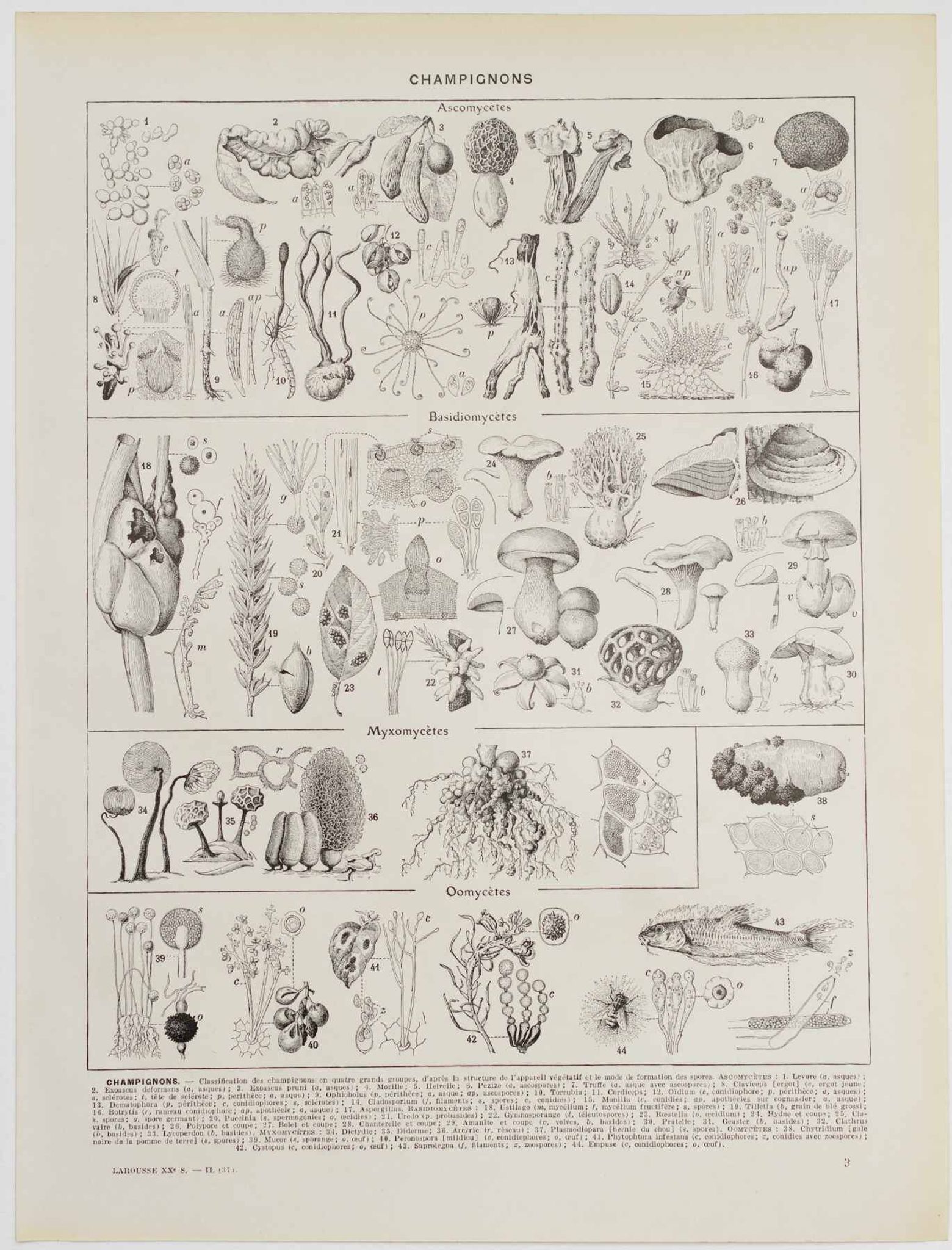 Original botanical plate "Mushrooms I" from 1929
